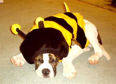 Hashko the white with brown brindle American Bulldog is laying on a floor wearing a yellow and black bee costume