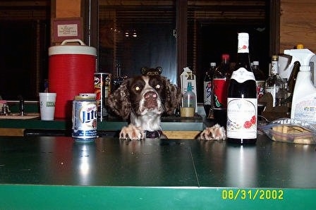 Remington Steel the English Springer Spaniel is standing up against a bar. There is a myriad of beers and snacks in front of and behind him.