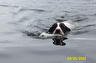 Remington Steel the English Springer Spaniel is swimming through a body of water with a dog bone in his mouth