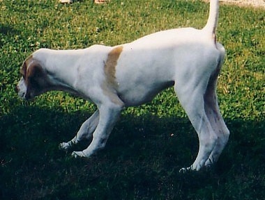 The left side of a white with tan Pointer puppy that is standing on grass under the shadow of a tree. It is pointing to the left and its tail is up high in the air.