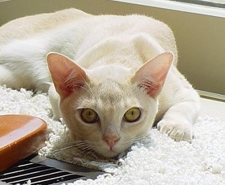 Close Up - A European Burmese Cat is laying on a carpeted floor and looking towards the camera holder