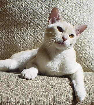 European Burmese Cat is laying on a couch with its paw hanging over the edge