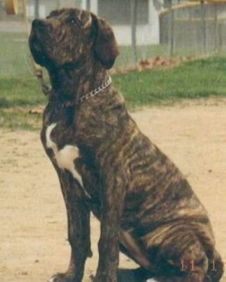 Fila Brasileiro Dog Breed Information and Pictures