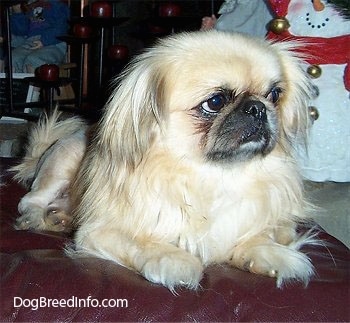 A tan with white and black Pekingese is laying on a leather ottoman and looking to the right.