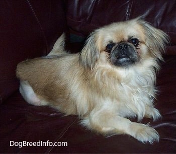 Side view - a tan with white and black Pekingese is laying on a leather couch and it is looking up and to the left.