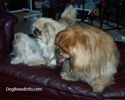 Three Pekingese are laying and standing on a leather ottoman. They are all looking to the left. Two of the small dogs are light tan and the third is reddish brown in color.
