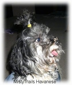 The right side of a black and white dog with its hair tied up with a yellow band sitting in a person's lap, it is looking to the right. Its mouth is open and its tongue is out.
