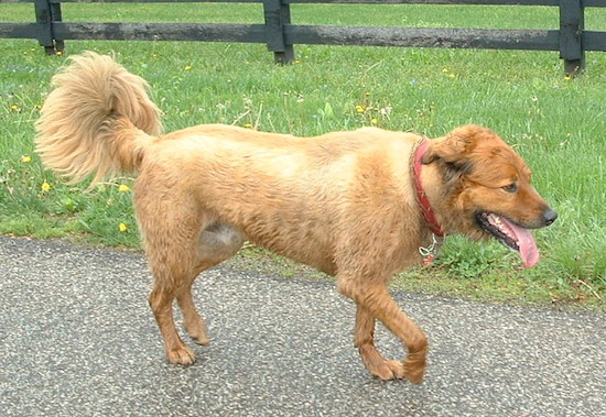 A thick coated red-fawn large breed dog with a fluffy tail thick hair on his head and a shaved body walking