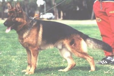 A black and tan German Shepherd is standing in a field. Its mouth is open and its tongue is out. There is a person in red pants behind it.