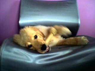 A Golden Retriever Puppy is chewing on a rawhide bone in a chair