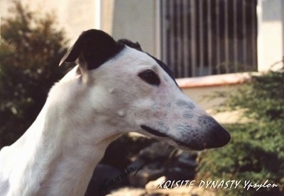 The face of a white with black Greyhound with a house behind it. The words - XQISITE DYNAST Ypsylon - overlayed