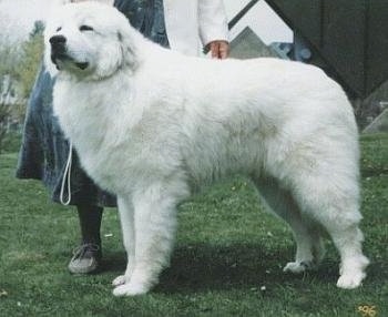 A lady in a dress is standing behind a large white dog in a show pose.