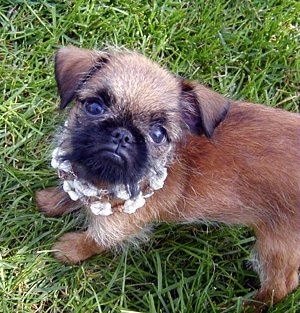 A tan with black Belgian Griffon puppy is wearing a shell necklace standing in grass and looking up