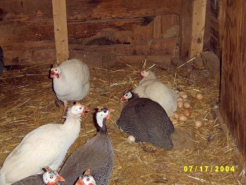 Seven birds in a barn stall. Two guinea fowl are sitting on most of the eggs. There are five other guinea fowl in the barn. Three are white and four are gray and white