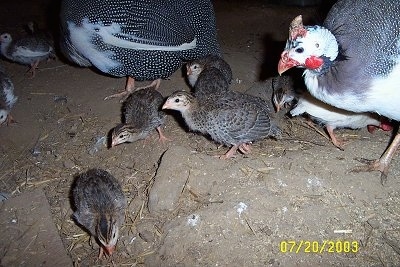 Close Up - Keets are walking across a coop and the adult guinea fowl are looking over them