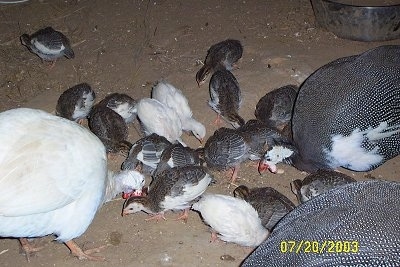 The adult guinea fowl and the baby keets are both pecking at the dirt floor of the coop.