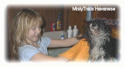 A blonde-haired girl is holding a towel out in front of a wet black with white dog that is shaking dry.