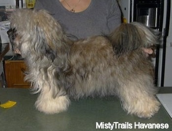 The left side of a Dam that is standing across a table and there is a person behind the dog holding it in a show stack pose.