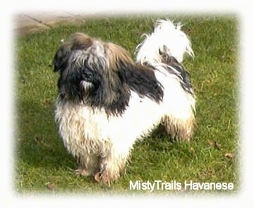 Front side view - A dirty wet black and white long haired dog is standing in grass, it is looking to the left and its head is slightly tilted to the right.