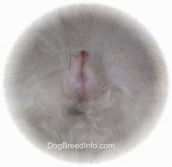 how long does a dog's vulva stay swollen