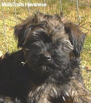Close Up - A black with tan Havanese puppy is laying in front of a wire fence