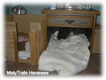 A pregnant dam that is hiding under a wooden night stand.