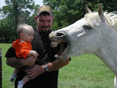 A white with black horse has its mouth open showing its teeth and there is a man holding his child to the left of the horse.