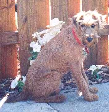 Irish Terrier Weight Chart