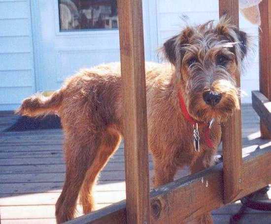 how tall do irish terriers get