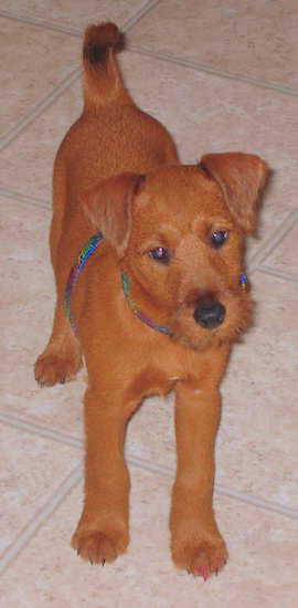 An Irish Terrier puppy is standing on a tan tiled floor