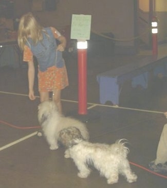 A blonde haired girl is holding her hand down in front of a white fluffy dog and behind the white fluffy dog is another dog walking behind it.