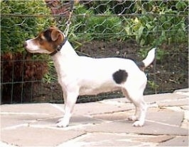 do jack russell terriers have short tails