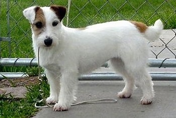 long haired short legged jack russell