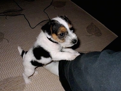 Front side view from above looking down at a tricolor white with black and tan Parson Russell Terrier puppy jumping up on a persons foot.