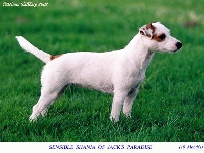 Right Profile - A white with tan Jack Russell Terrier is standing in grass leaning forward with its tail sticking straight out and up a little.