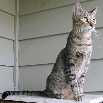 A Keuda cat is sitting on outside stairs and looking forward