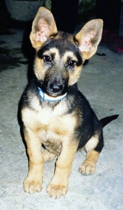 A small black and tan Kunming puppy is sitting on concrete with its head tilted to the right.