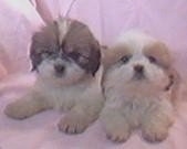 A white with brown Lhasa Apso puppy and a tan with white Lhasa Apso puppy are laying next to each other on a pink backdrop.