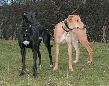 pitbull lurcher