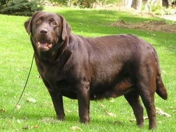 An overweight looking chocolate Labrador Retriever is standing in grass looking forward. Its mouth is slightly open.