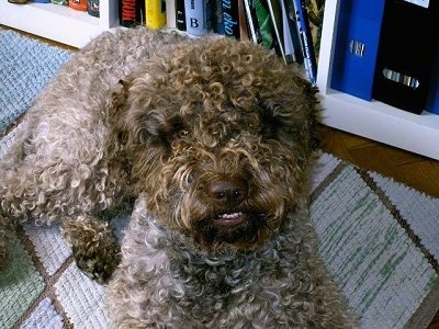A curly brown Lagotto Romagnolo is laying on a white, green and brown rug in front of a bookshelf.