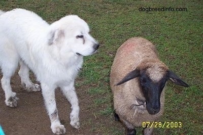 Close up - A Lamb is standing on grass and it is looking forward. To the left of the Lamb is a Great Pyrenees dog that is looking to the right.