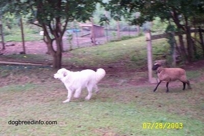 A Great Pyrenees dog is running across a field and chasing behind it is a Lamb.