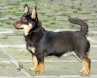 Left Profile - A short-legged, black with tan Lancashire Heeler is standing on a flagstone patio.