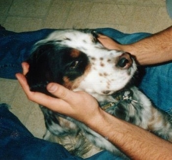 A white and black with brown Llewellin Setter is sitting in between a persons legs with their hands on the side of the dog's face.
