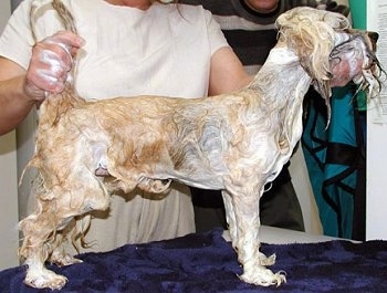 Right profile - A wet white and tan with black dog that is standing on a purple towel. A person is grabbing its tail and a person is touching under its chin to pose it to show its straight legs.