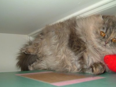 Francesca the Longhair Scottish Fold Cat is laying up on a shelf in a small area between the ceiling and the top shelf and looking at the camera holder