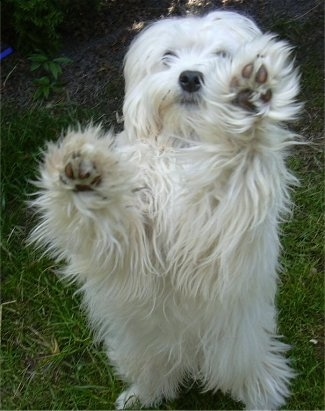 A white Lowchen is standing in grass and its front paws are in the air.