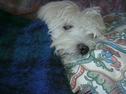 Close up - A white Lowchen is laying on a human's bed and there is a blue blanket over top of it.