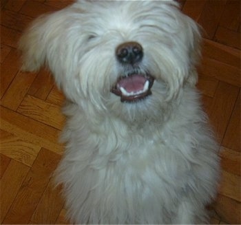 Close up - A white Lowchen is standing on its back legs in a begging pose on a hardwood floor and its mouth is open and it looks like it is smiling.